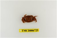 藏品(絨毛近方蟹)的圖片